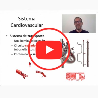 imagen de Sistema Cardiovascular I